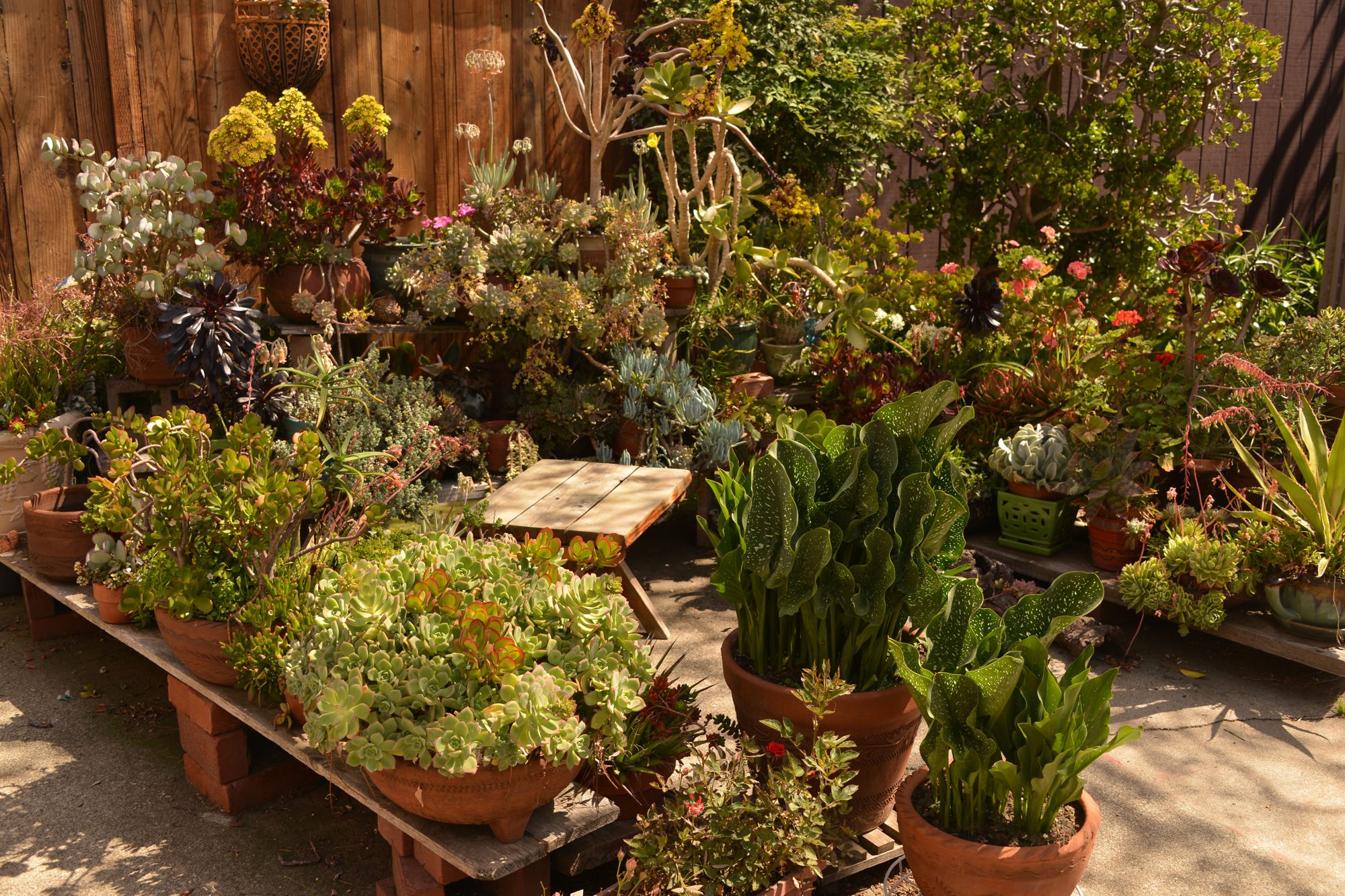 The garden outside Penelope's skin care studio